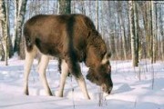 В Удмуртии неизвестные браконьеры совершили странный обряд у шкуры убитого лося